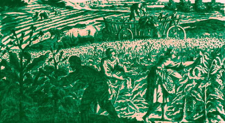 Harvesting Tobacco
